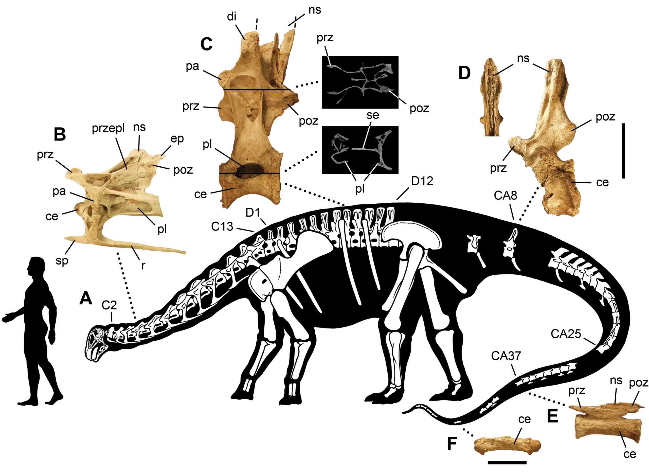 Bone Structure Of Nigersaurus Taqueti